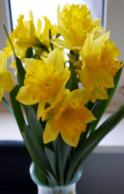 50 Narzissen mit Blatt  von Duftgemüse auf blumen.de