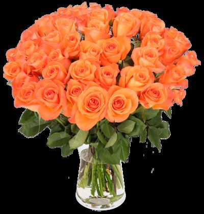 50 orange Rosen von Blume Ideal auf blumen.de