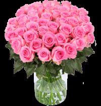 50 pinke Rosen von Blume Ideal auf blumen.de