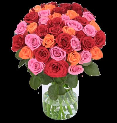 50 Rosen von Blume Ideal auf blumen.de