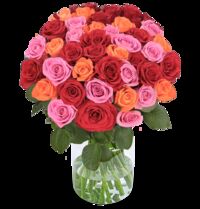 50 Rosen von Blume Ideal auf blumen.de