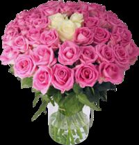 50 Rosen  von Blume Ideal auf blumen.de