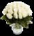 50 weiße Rosen von Blume Ideal auf blumen.de