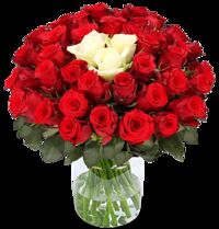 60 Rosen von Blume Ideal auf blumen.de