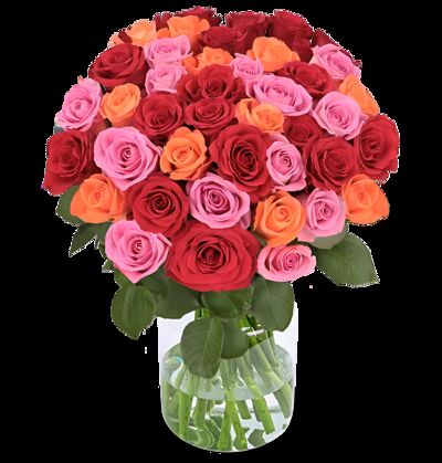 60 Rosen von Blume Ideal auf blumen.de