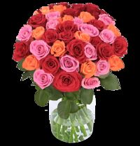 60 Rosen von Blume Ideal auf blumen.de