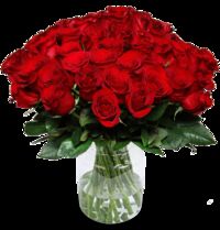 60 Rote Rosen von Blume Ideal auf blumen.de