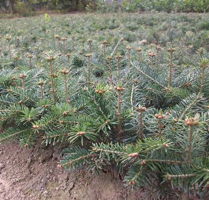 Abies nordmanniana - Nordmanntanne von Pflanzenwelt Biermann auf blumen.de