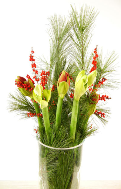 Adventsstrauß mit Amaryllis von Duftgemüse auf blumen.de