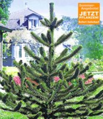 Affenschwanz-Baum (Affenbaum) von BALDUR-Garten auf blumen.de