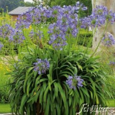 Afrikanische Schmucklilie (blau) von Garten Schlüter auf blumen.de