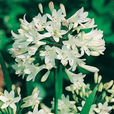 Afrikanische Schmucklilie (weiß) von Garten Schlüter auf blumen.de