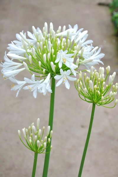 Agapanthus africanus - weiß von Der Palmenmann auf blumen.de