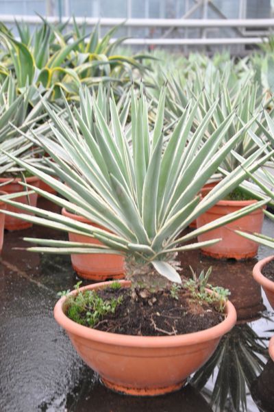 Agave angustifolia Marginata von Der Palmenmann auf blumen.de