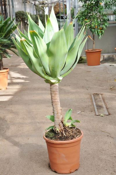 Agave attenuata - Stammbildend von Der Palmenmann auf blumen.de