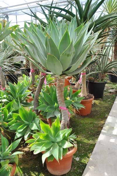 Agave attenuata von Der Palmenmann auf blumen.de