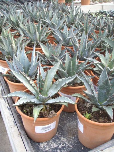 Agave chrysantha von Der Palmenmann auf blumen.de