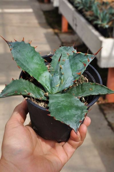 Agave colorata von Der Palmenmann auf blumen.de