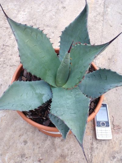 Agave durangensis von Der Palmenmann auf blumen.de
