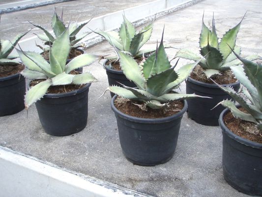 Agave ferox von Der Palmenmann auf blumen.de