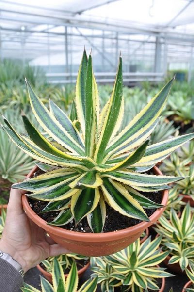 Agave lophantha quadricolor von Der Palmenmann auf blumen.de