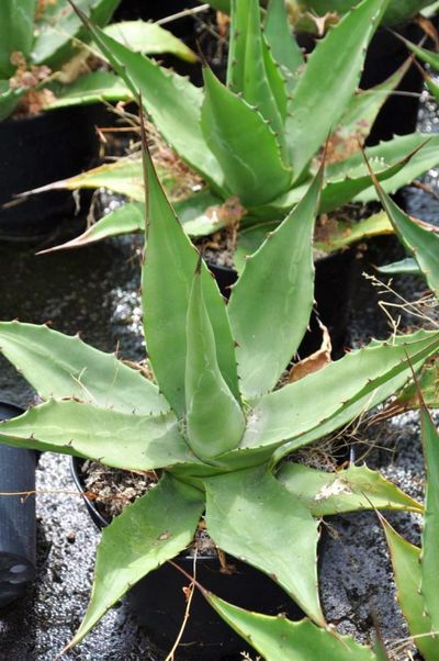 Agave macroculmis von Der Palmenmann auf blumen.de