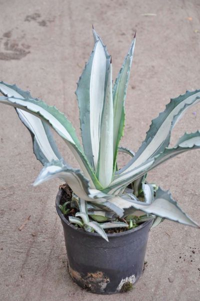 Agave mediopicta von Der Palmenmann auf blumen.de