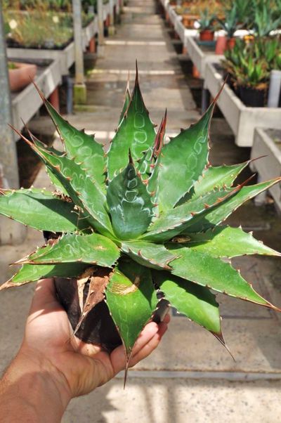 Agave montana  von Der Palmenmann auf blumen.de