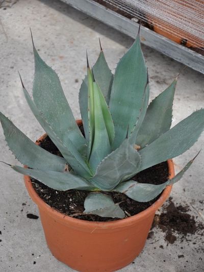 Agave neomexicana von Der Palmenmann auf blumen.de