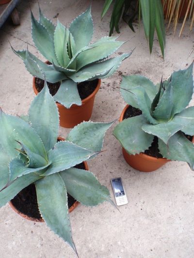 Agave ovatifolia von Der Palmenmann auf blumen.de