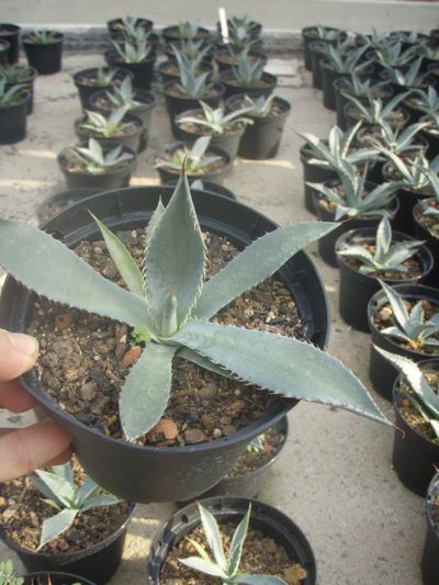 Agave palmeri von Der Palmenmann auf blumen.de