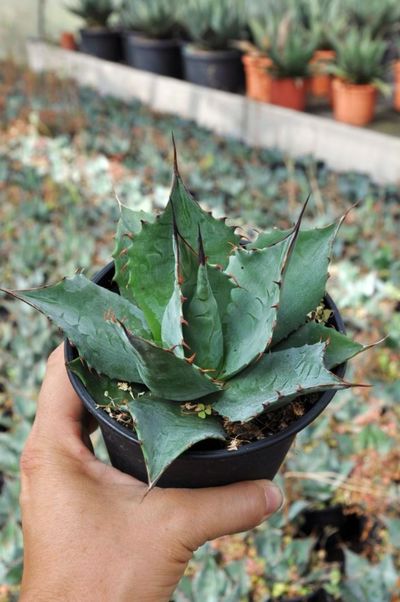 Agave parrasana von Der Palmenmann auf blumen.de