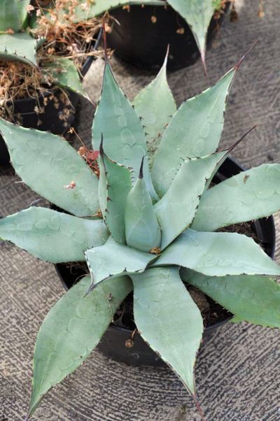 Agave parryi  von Der Palmenmann auf blumen.de