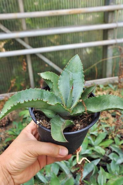 Agave portatorum verschaffeltii von Der Palmenmann auf blumen.de