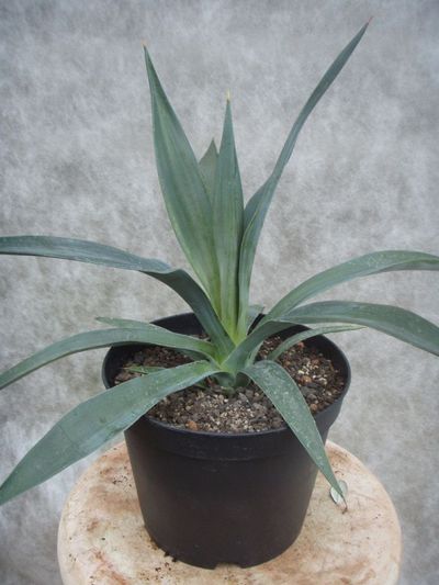 Agave sisalana  von Der Palmenmann auf blumen.de