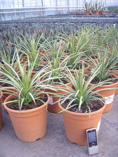 Agave stricta von Der Palmenmann auf blumen.de