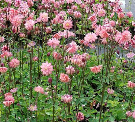 Akelei Rose Barlow von Nr-01 Pflanzenversand auf blumen.de