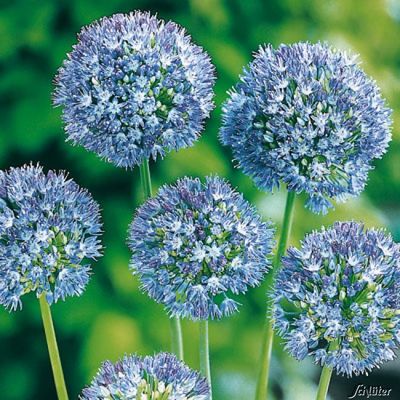 Allium (Blaulauch) - 15 Stück von Garten Schlüter auf blumen.de