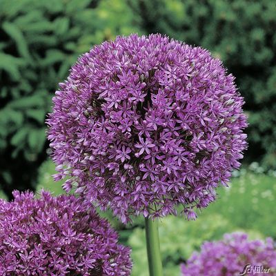 Allium 'Summer Drummer' - 2 Stück von Garten Schlüter auf blumen.de