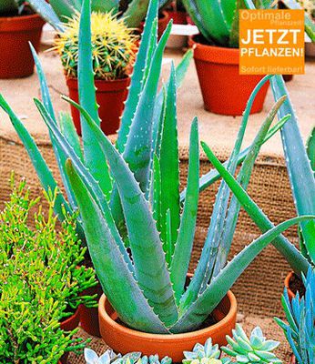 Aloe Vera von BALDUR-Garten auf blumen.de