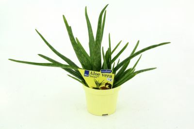 Aloe vera ´Sweet´ von GartenXXL auf blumen.de
