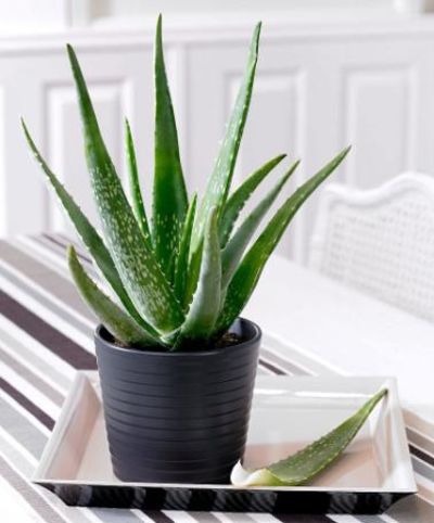 Aloe Vera von Bakker auf blumen.de