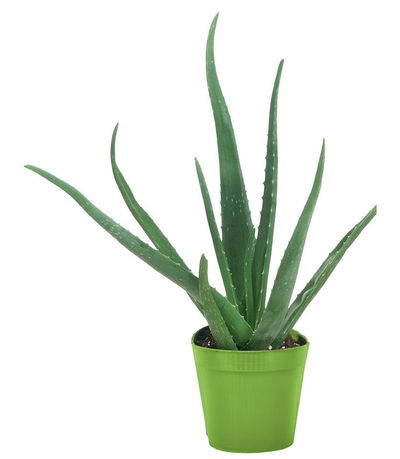 Aloe Vera von gartenHELDEN auf blumen.de
