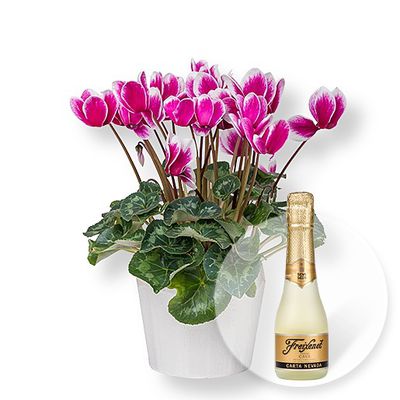 Alpenveilchen im Topf von Valentins auf blumen.de