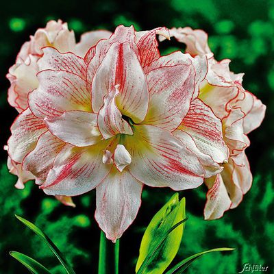 Amaryllis ´Aphrodite´ von Garten Schlüter auf blumen.de