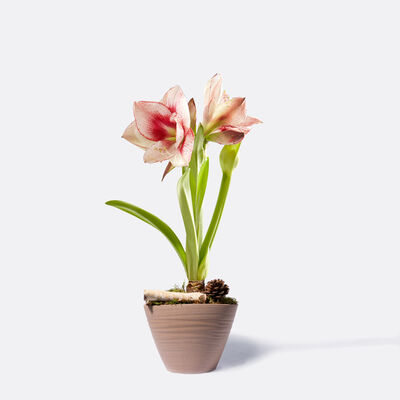 Amaryllis Apple Blossom  von Blume2000.de auf blumen.de