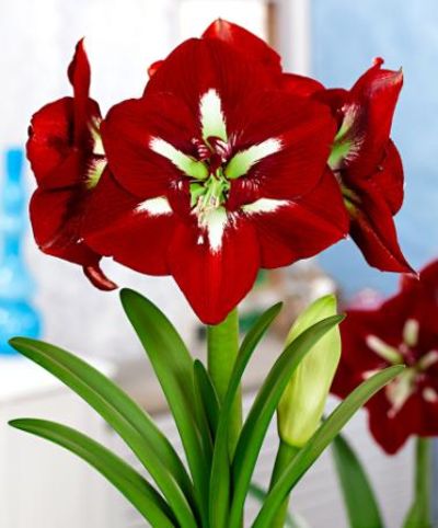 Amaryllis ‘Barbados' von Bakker auf blumen.de