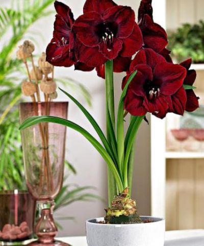 Amaryllis 'Black Pearl' von Bakker auf blumen.de