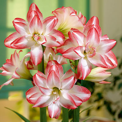 Amaryllis Blossom Peacock von Gärtner Pötschke auf blumen.de