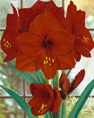 Amaryllis Carmen von Blumenzwiebelnversand auf blumen.de